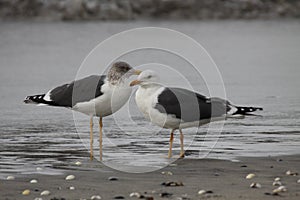 Black-backed Gull