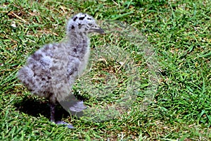 Black-backed gull chick, Inchcolm Island, Scotland