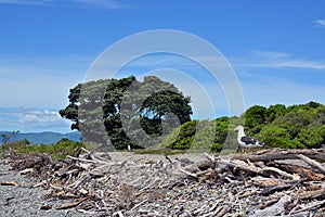 Black Backed Gull Colony on Kapiti Island Bird Sanctuary.