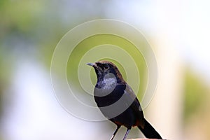 Black backed Indian robin bird sitting in nature, bird watching