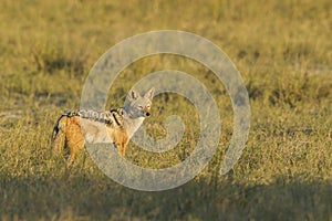 Black-backed Jackal