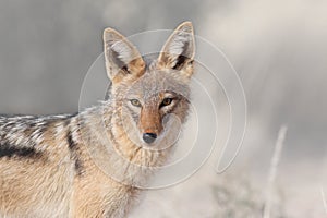 Black backed jackal