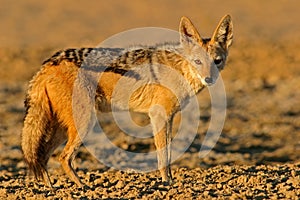 Black-backed Jackal