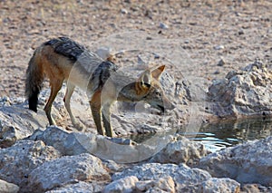 Black Backed Jackal