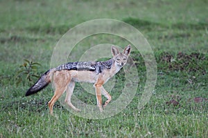 Black Backed Jackal photo