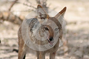 Black-backed Jackal