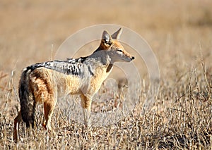 Black Backed Jackal photo