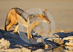 Black Backed Jackal