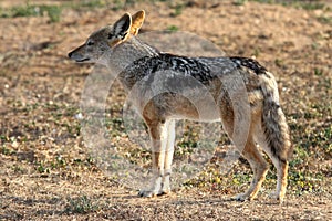 Black Backed Jackal