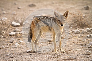 Black backed jackal photo