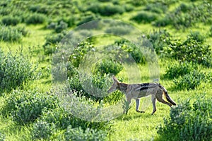 Black backed jackal