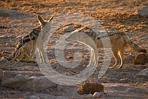 Black backed jackal photo