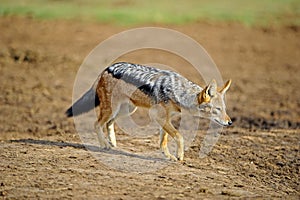 Black backed Jackal