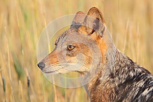 Black Backed Jackal