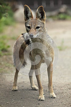 Black-backed jackal