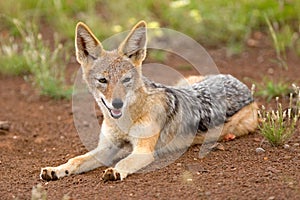 Black-backed jackal