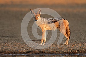 Black-backed Jackal