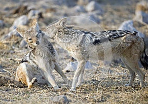 Black backed jackal