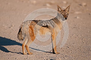 Black-backed jackal