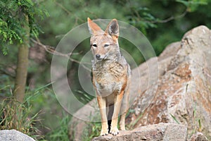 Black-backed jackal