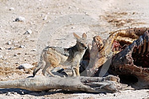 Black-backed Jackal