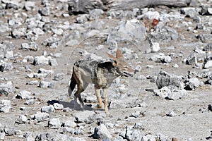 Black-backed Jackal