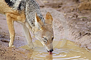 Black-backed jackal