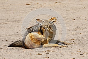 Black-backed Jackal