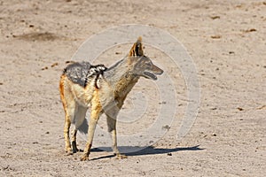 Black-backed Jackal