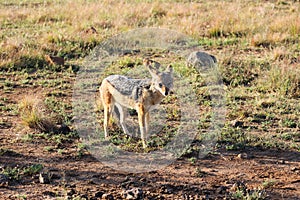 Black-backed jackal