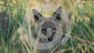 Black-backed jackal in Africa