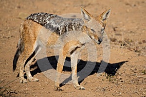 Black Backed Jackal from Africa