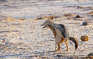 Black-backed jackal answering the call of nature