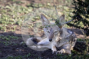 Black-backed Jackal in Botswana, Africa