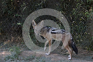 Black-backed jackal Canis mesomelas 1