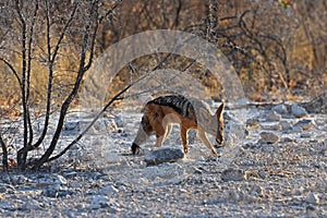 Black-backed jackal Canis mesomelas