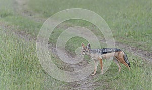 Black-backed Jackal, Canis mesomelas