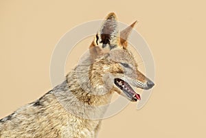 Black-backed Jackal - Canis mesomelas