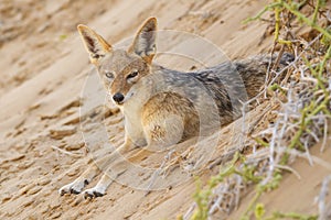 Black-backed Jackal - Canis mesomelas