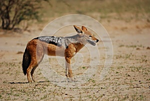 Black-backed Jackal (Canis mesomelas)