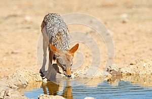 Black-backed Jackal (Canis mesomelas)