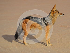 The black-backed jackal Canis mesomelas