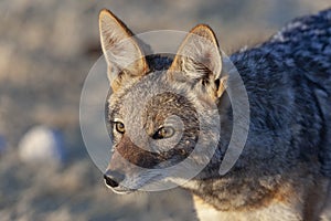 Black-Backed Jackal Canis mesomelas