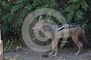 Black-backed jackal Canis mesomelas 2
