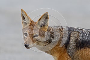 Black-backed jackal (canis mesomelas)