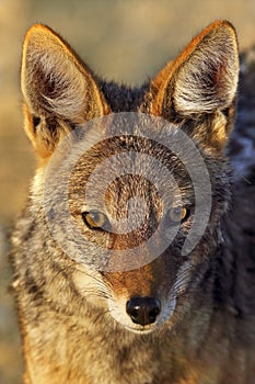 Black-Backed Jackal - Canis mesomelas