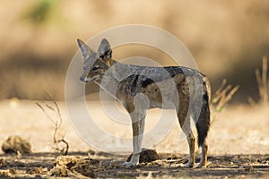 Black-backed Jackal (Canis mesomelas)