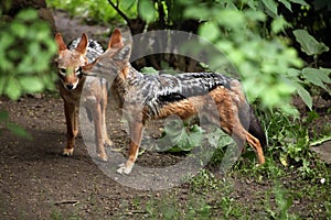 Black-backed jackal (Canis mesomelas).