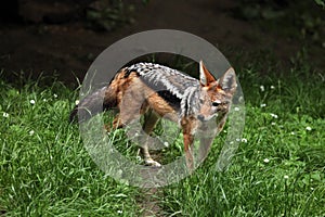 Black-backed jackal (Canis mesomelas).