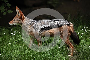 Black-backed jackal (Canis mesomelas).